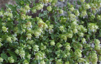 Wilder Oregano Öl (Origanum minutiflorum) Wilder Oregano Öl (Origanum minutiflorum)